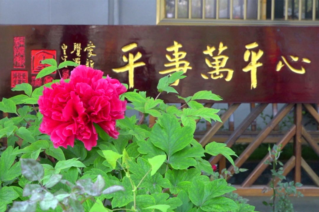 身心同調(diào) 智慧人生