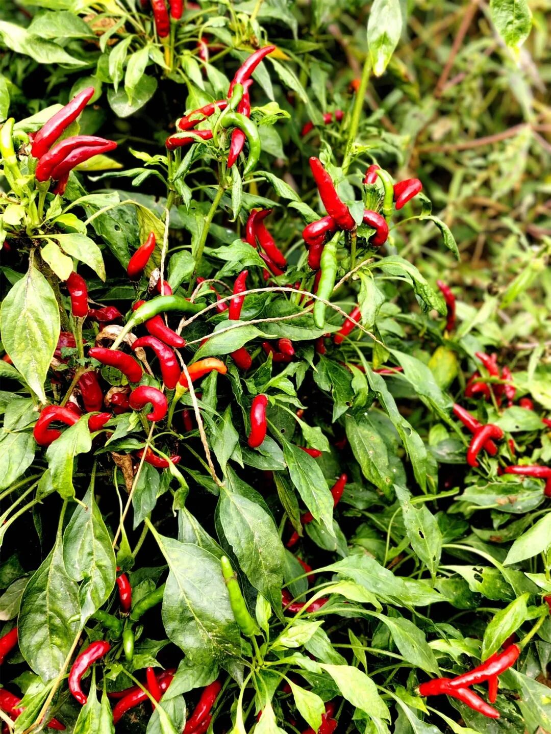 1760431569898847.jpg 1760431569898847.jpg